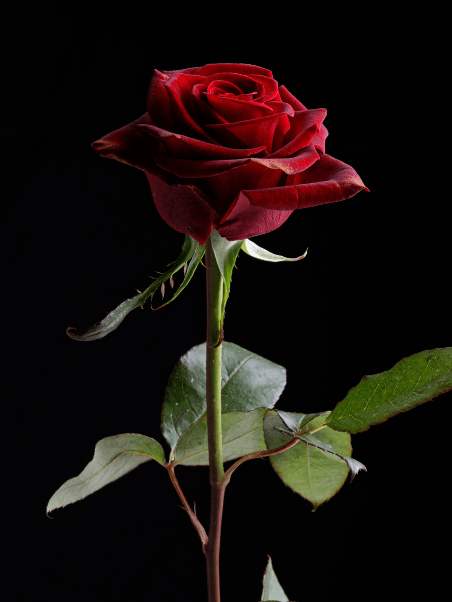 O Perfume da Sala da Rosa&nbsp;Vermelha
