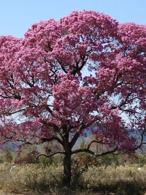 Canção da Primavera