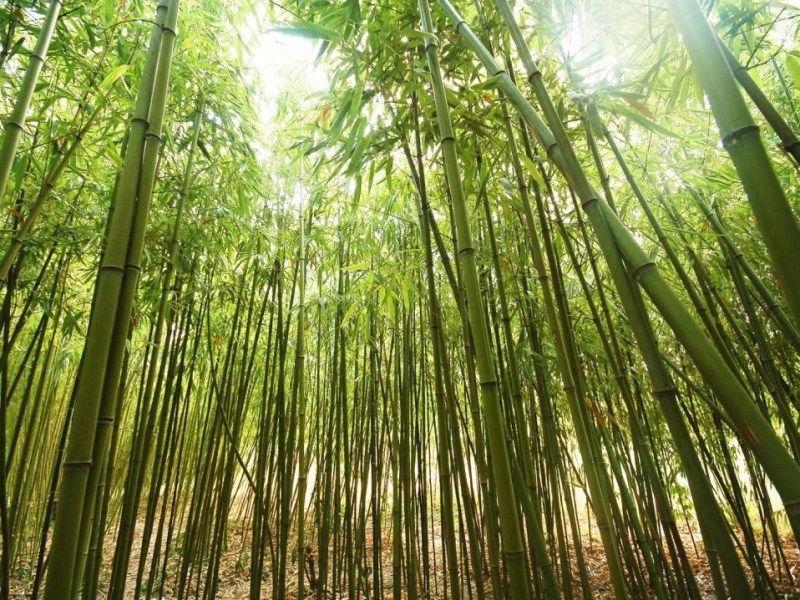 A Fórmula do Crescimento ou da&nbsp;Destruição