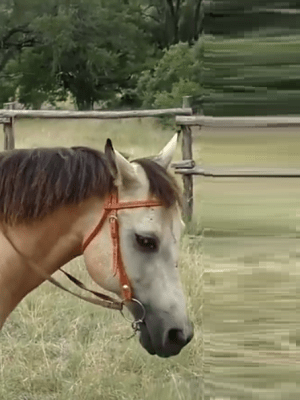 Sete idiotas a cada dez&nbsp;pessoas