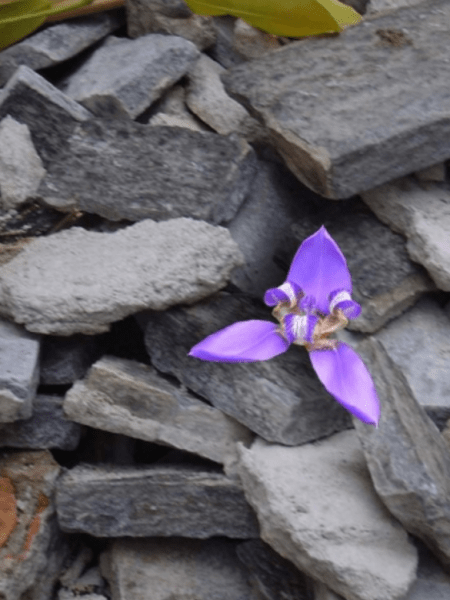 A Flor que Nasceu do&nbsp;Concreto