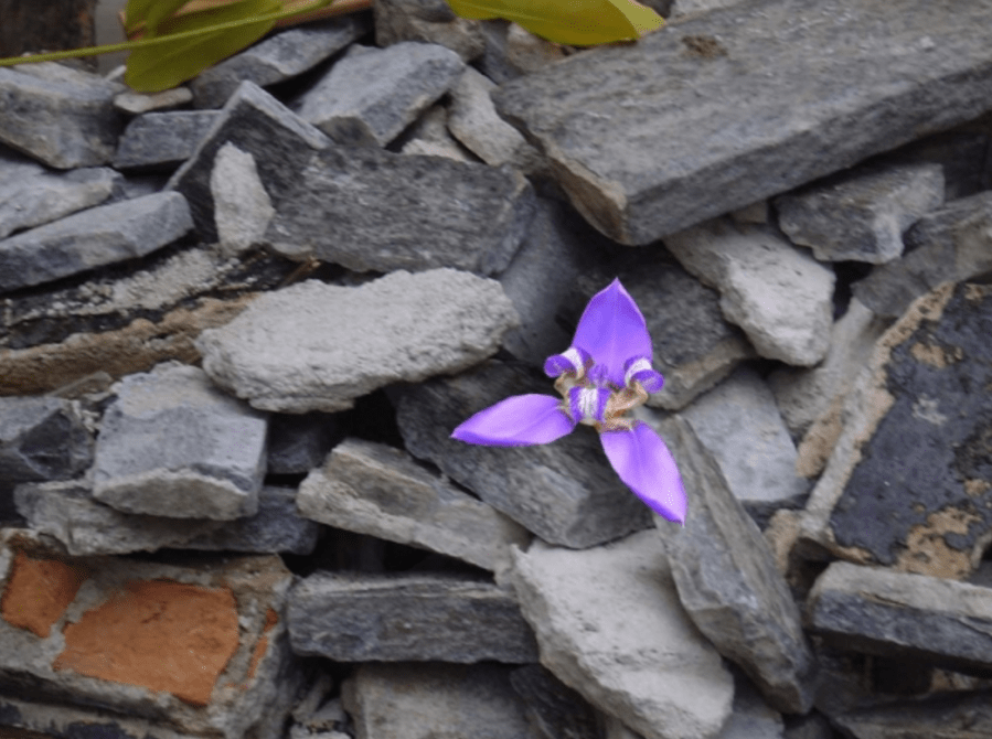 Essa imagem tem um atributo alt vazio; o nome do arquivo Ã© flor-concreto-1.png