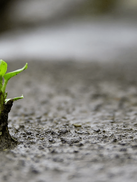 Nem a morte escapa do&nbsp;renascer