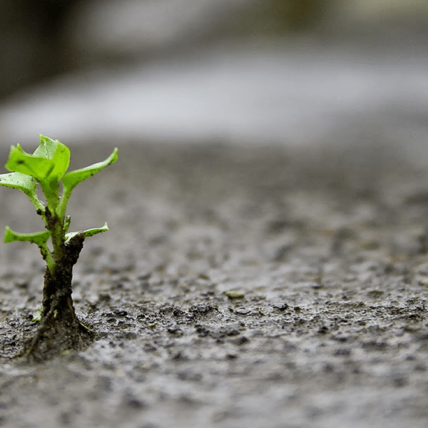 Nem a morte escapa do&nbsp;renascer