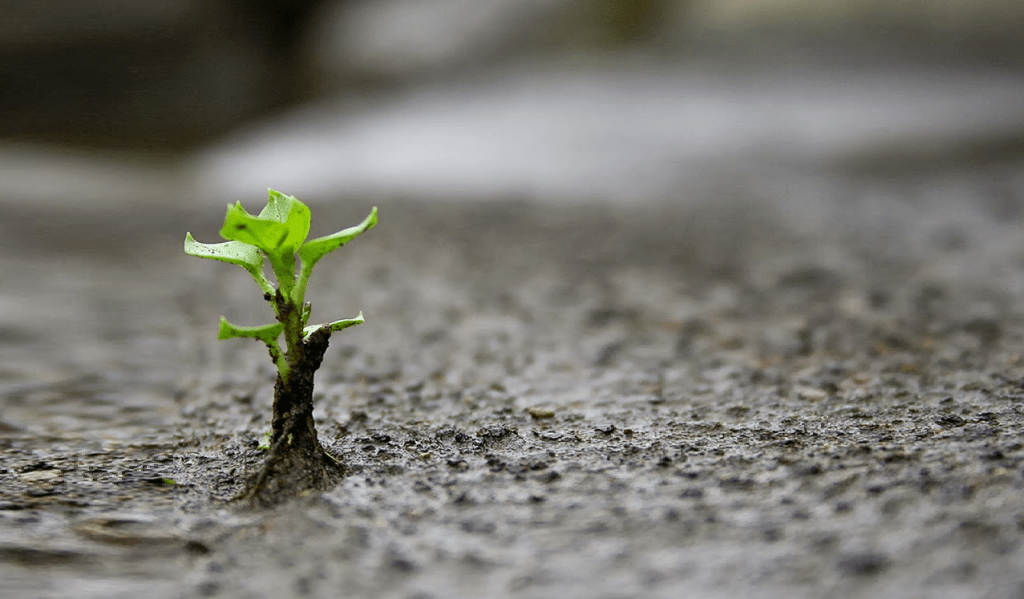 Nem a morte escapa do renascer