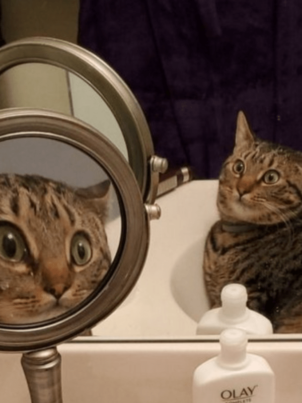 A Origem da&nbsp;Atração