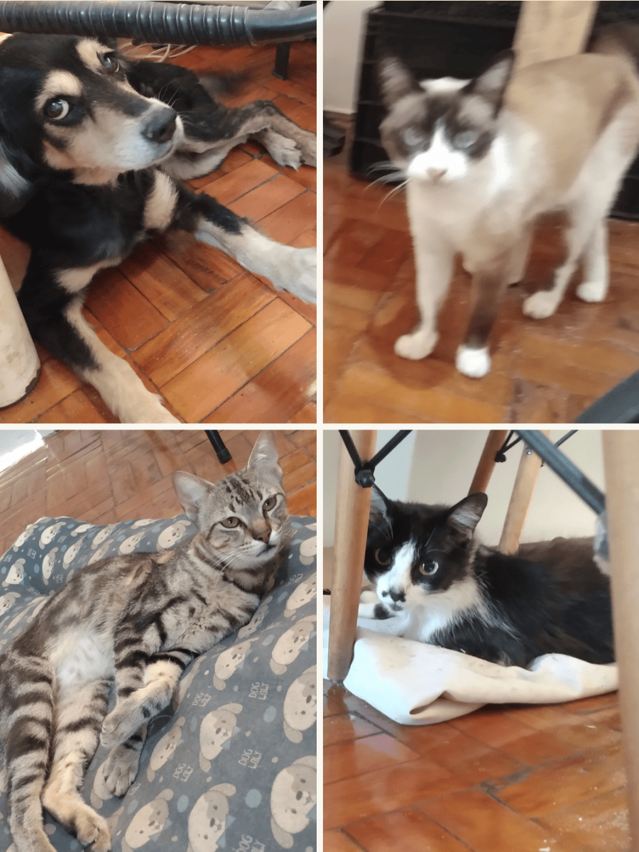 🎯 Só para quem entende os&nbsp;animais